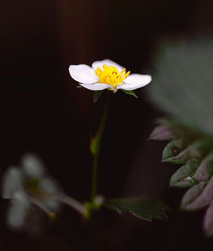 Fraise des bois