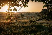 golden morning