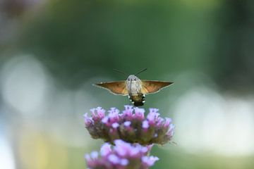 Papillon colibri bénisseur sur A. Bles