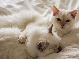 Otto en Henry de Ragdolls by Cecile van Essen