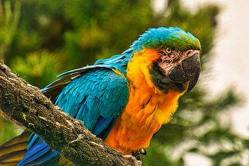 Parrot portrait of a blue, yellow macaw. by Martin Köbsch