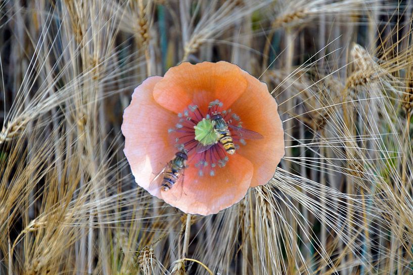 bleuet &quot; double bit&quot; dans le champ de maïs par wil spijker