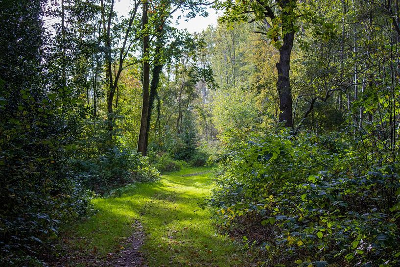 leven in de natuur van Quin van Saane
