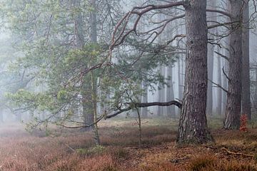 Bos in de winterse mist