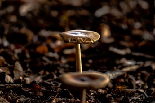 herfstpaddestoelen genieten van de zon 4