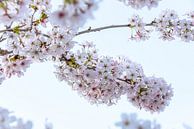 Fleur de cerisier, printemps ! par Rietje Bulthuis Aperçu