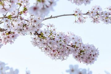 Bloesem van de kersenboom, lente! van Rietje Bulthuis