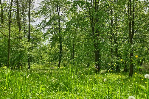 Prairie naturelle dans la Forêt-Noire baignée de soleil