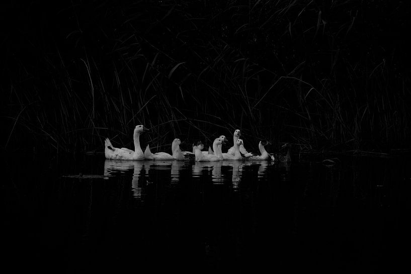 Goose family in canal Dedemsvaart, Netherlands by Ronald Wilfred Jansen
