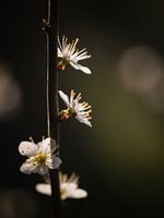Spring blossom