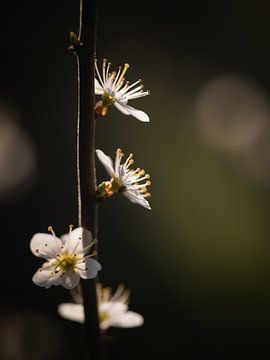 Frühlingsblüte von Tom Mourik