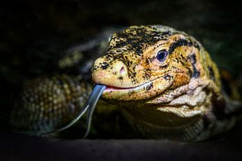 Indringende blik van een varaan – Oerkracht in detail