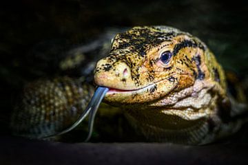 Indringende blik van een varaan – Oerkracht in detail van Paul de Kok