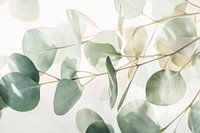 Eucalyptus leaves