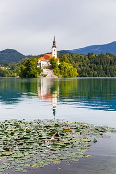 Seerosen und die Kirche von Bled