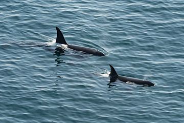 Orca (Orca) Schottland von Merijn Loch