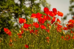 Sonnige Mohnblumen