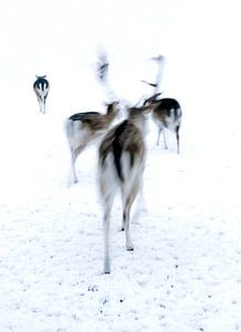 Rehe auf der Flucht im Schnee.
