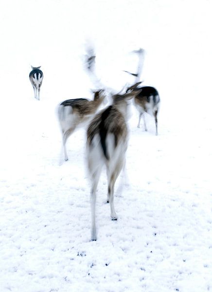 Rehe auf der Flucht im Schnee. von Therese Brals