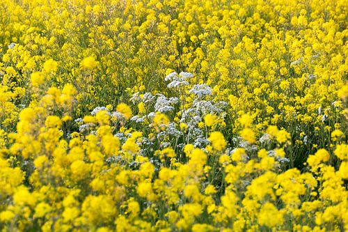 Différence de couleur dans les fleurs