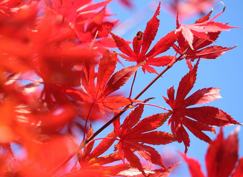 Une couleur automnale flamboyante : Feuilles d'érable rouges par Imladris Images