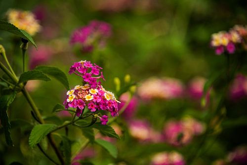 Roze-Geel Duo