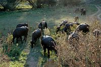 Cows grazing