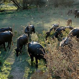 Cows grazing van Sevdalin Donchev