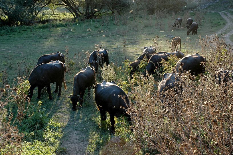 Cows grazing von Sevdalin Donchev