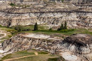 Der Horseshoe Canyon in Alberta Kanada