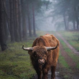 Scottish Highland by Tom Zwerver