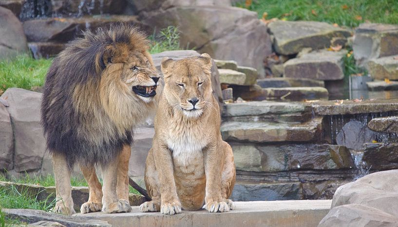 Dierenliefde von David Dirkx