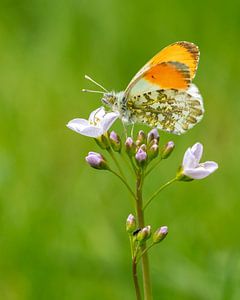 Der erste Falter im Frühling