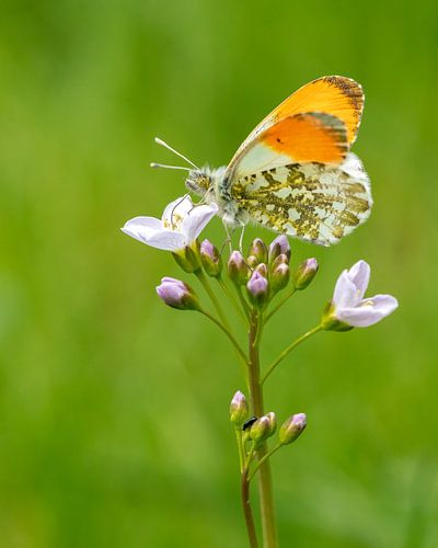 De eerste vlinder in het voorjaar