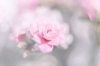 Blume