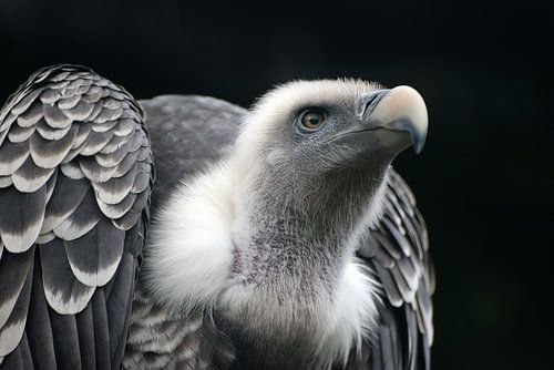 vulture