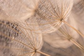 Hout kleurige pluisjes van een morgenster in het licht van Marjolijn van den Berg