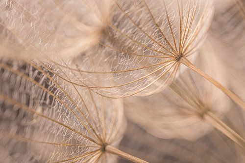Hout kleurige pluisjes van een morgenster in het licht
