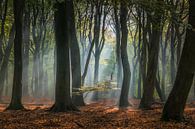 Sunlight in the Speulder forest by Niels Barto thumbnail
