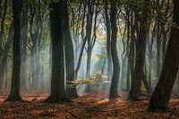Sunlight in the Speulder forest