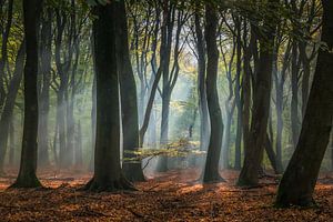 Lumière du soleil dans la forêt de Speulder