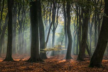 Lumière du soleil dans la forêt de Speulder sur Niels Barto