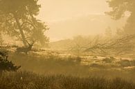 Edelhert in zonsopgang van Danny Slijfer Natuurfotografie thumbnail