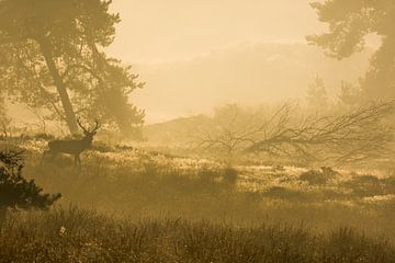 Edelhert in zonsopgang van Danny Slijfer Natuurfotografie