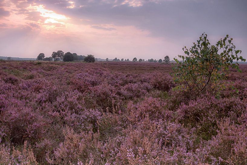 De Ginkelse Heide in bloei von Rijk van de Kaa