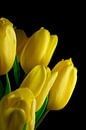 Tulpen van Thomas Jäger thumbnail