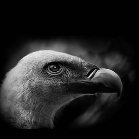 Peter Brands Profilfoto