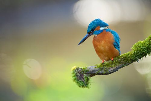 IJsvogel concentratie