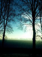 Nature View