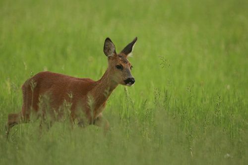 Ree loopt voorbij door het gras.